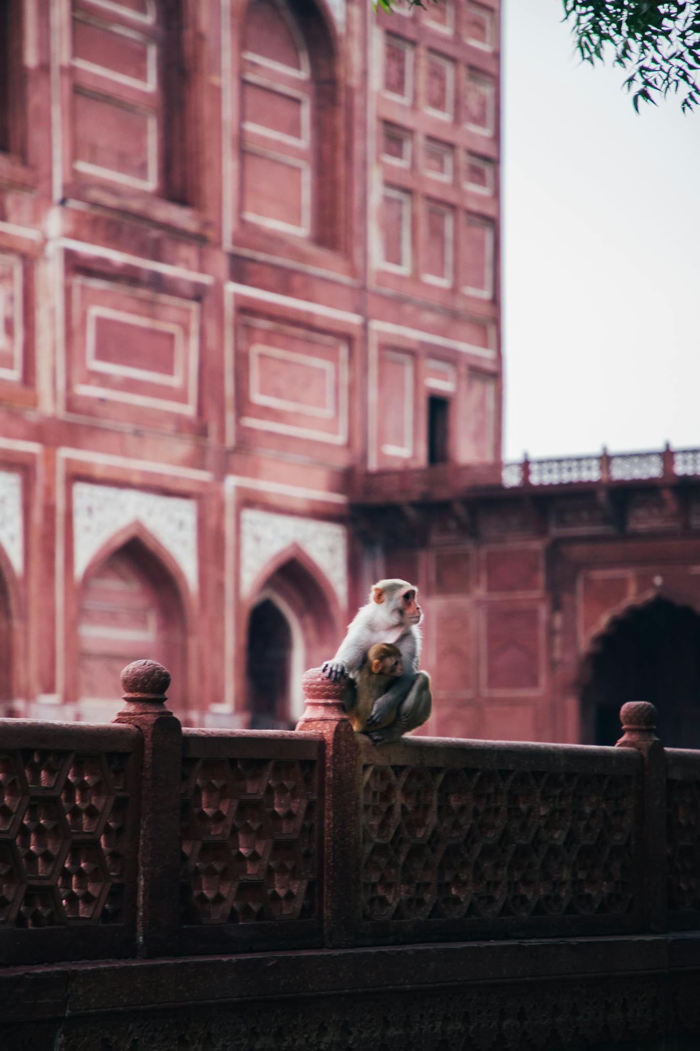 Small monkey sitting on fence and looking away while resting in yard of old historical building and holding fruit